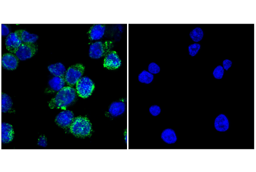 Immunofluorescence Image 1: CD206/MRC1 (E2L9N) Rabbit mAb (BSA and Azide Free)