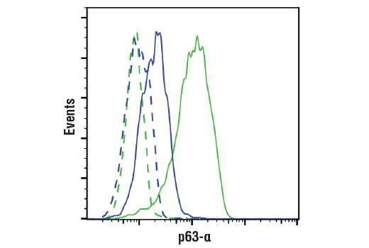 Flow Cytometry Image 1: p63-α (D2K8X) XP® Rabbit mAb (BSA and Azide Free)
