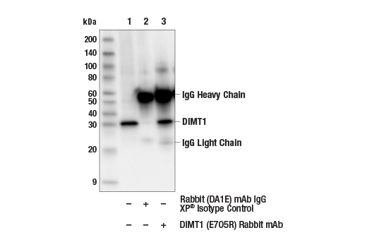Immunoprecipitation Image 1: DIMT1 (E7O5R) Rabbit mAb