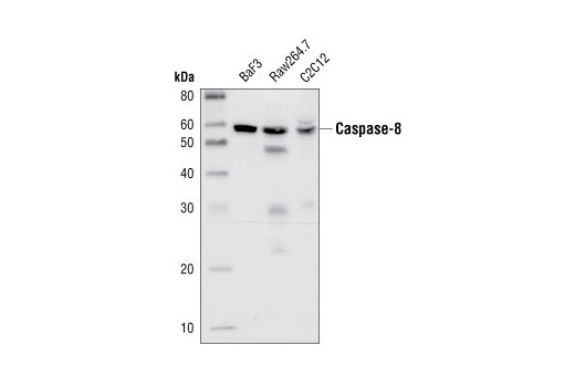 Western Blotting Image 1: Caspase-8 Antibody (Mouse Specific)