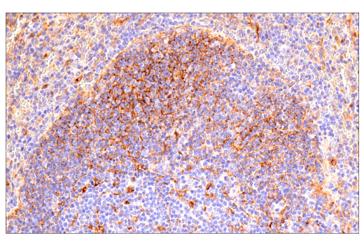 Immunohistochemistry Image 3: ApoE (E7X2A) Rabbit mAb