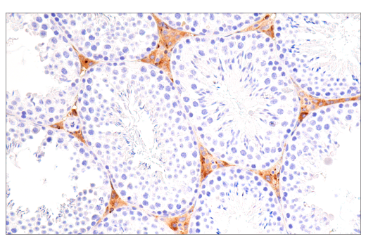 Immunohistochemistry Image 4: ApoE (E7X2A) Rabbit mAb