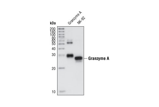 Western Blotting Image 1: Granzyme A Antibody