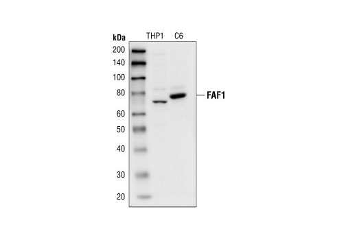 Western Blotting Image 1: FAF1 Antibody