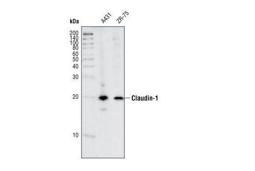 Western Blotting Image 1: Claudin-1 Antibody