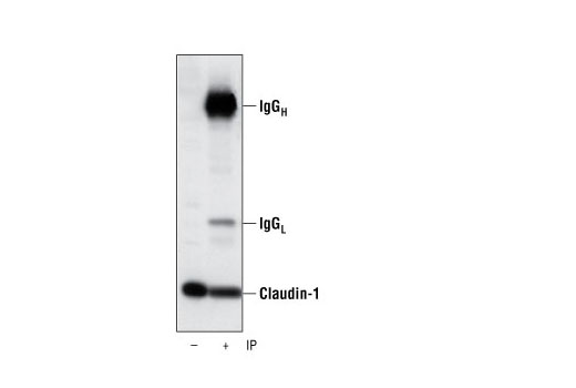 Immunoprecipitation Image 1: Claudin-1 Antibody