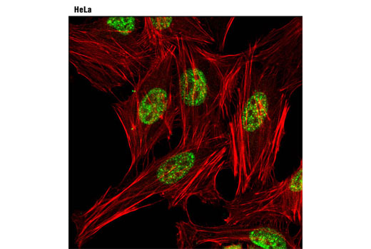 Immunofluorescence Image 1: Acinus Antibody