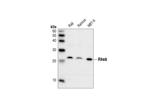Western Blotting Image 1: Rheb Antibody