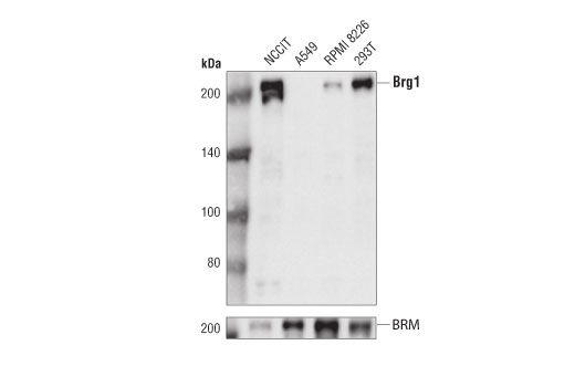 Image 19: BAF Complex Antibody Sampler Kit II