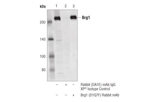 Immunoprecipitation Image 1: Brg1 (D1Q7F) Rabbit mAb