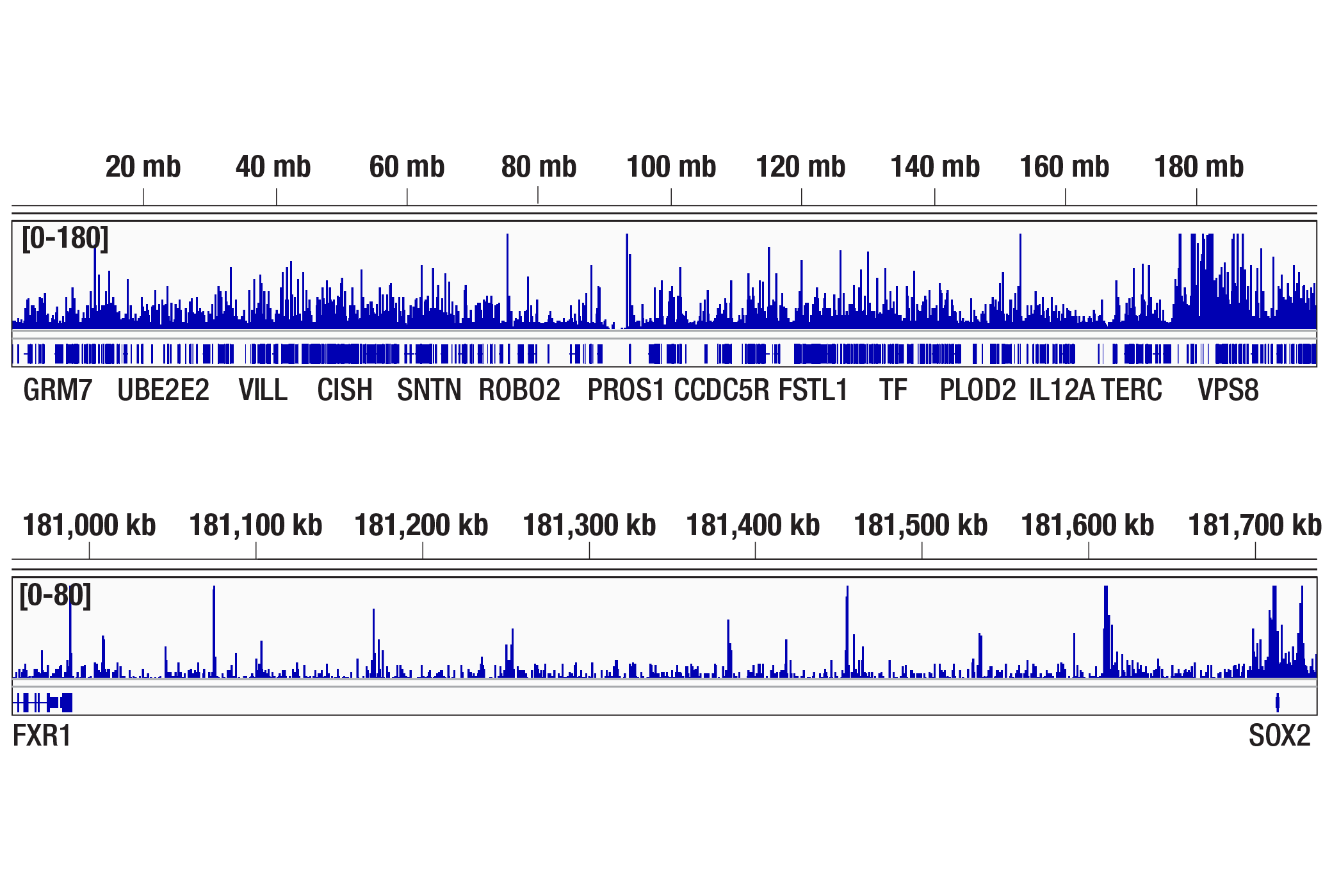 CUT & Tag Image 2: Brg1 (D1Q7F) Rabbit Monoclonal Antibody