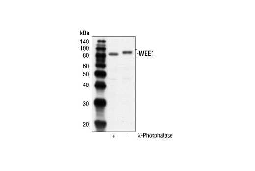 Western Blotting Image 1: Wee1 Antibody