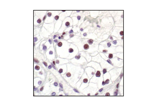 Immunohistochemistry Image 2: 53BP1 Antibody
