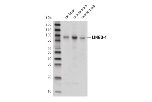 Western Blotting Image 1: LINGO-1 Antibody