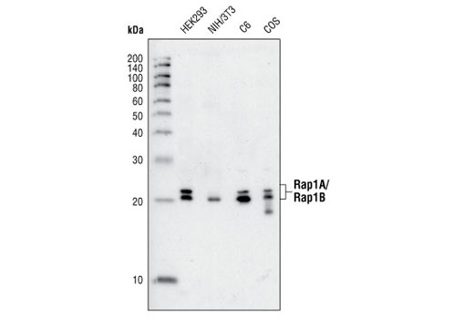 Western Blotting Image 1: Rap1A/Rap1B Antibody