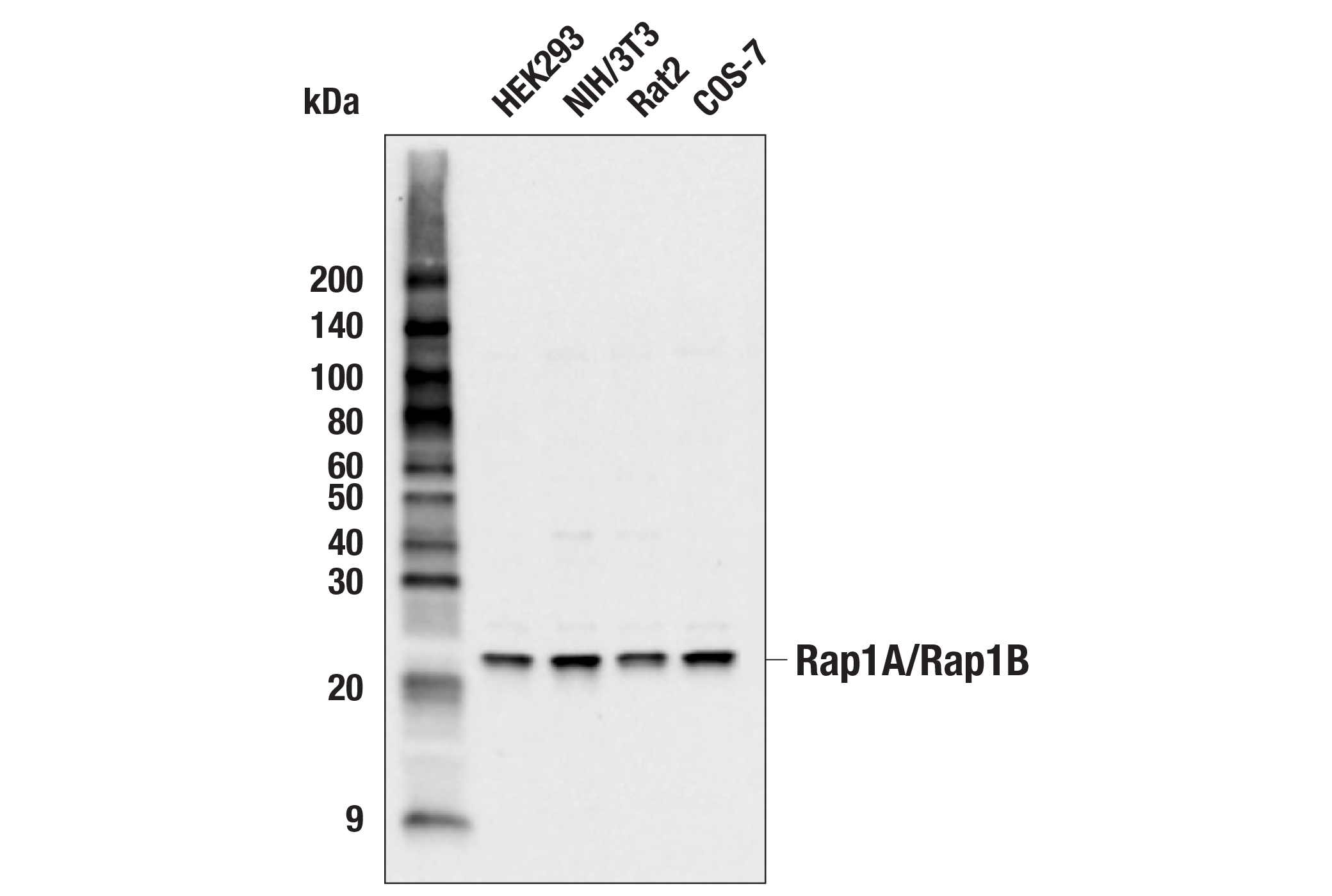 Western Blotting Image 1: Rap1A/Rap1B Antibody
