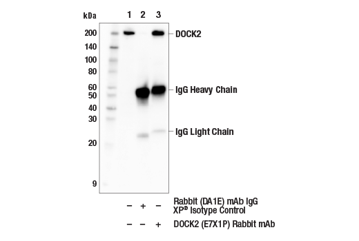 Immunoprecipitation Image 1: DOCK2 (E7X1P) Rabbit mAb