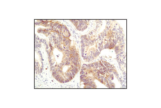 Immunohistochemistry Image 1: Fas (C18C12) Rabbit mAb (BSA and Azide Free)