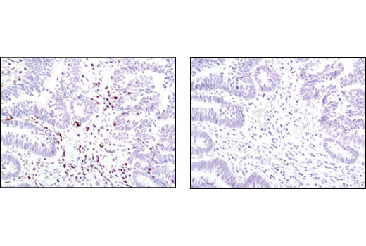 Immunohistochemistry Image 2: Fas (C18C12) Rabbit mAb (BSA and Azide Free)