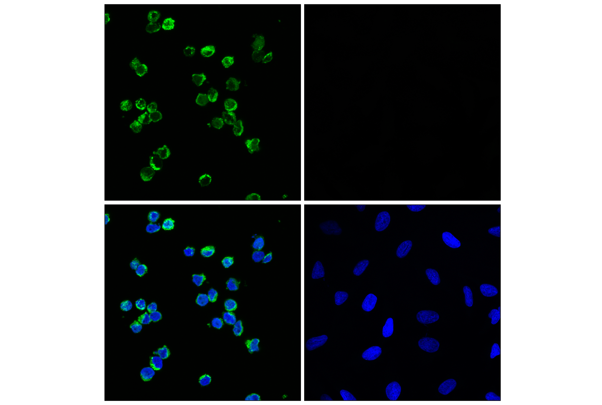 Immunofluorescence Image 1: Myeloperoxidase (E1E7I) XP® Rabbit mAb (Alexa Fluor® 488 Conjugate)