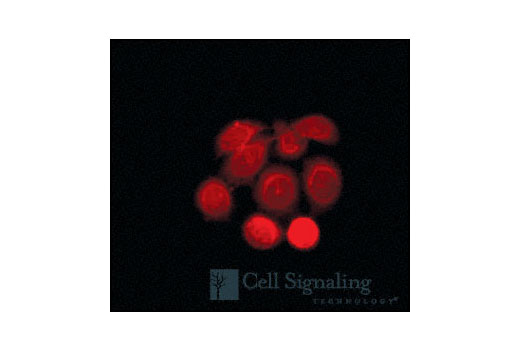 Immunofluorescence Image 1: HR6A/HR6B Antibody