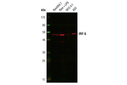 Western Blotting Image 1: IRF-5 Antibody