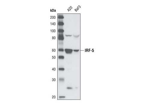 Western Blotting Image 2: IRF-5 Antibody