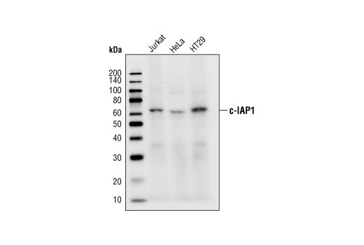 Western Blotting Image 1: c-IAP1 Antibody