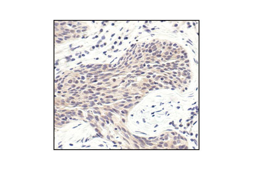 Immunohistochemistry Image 3: PP2A B Subunit Antibody