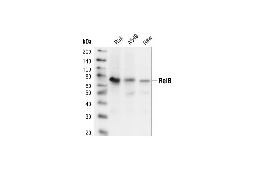 Western Blotting Image 1: RelB Antibody