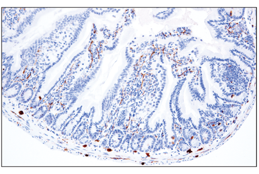 Immunohistochemistry Image 3: Phospho-Tau (Thr205) (E7D3E) Rabbit mAb
