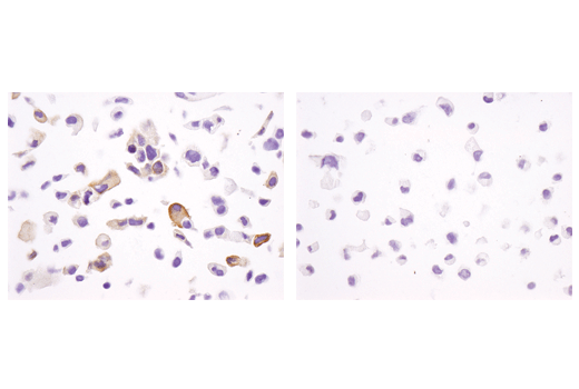 Immunohistochemistry Image 3: Phospho-Tau (Ser404) (D2Z4G) Rabbit mAb (BSA and Azide Free)
