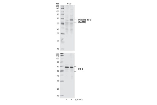 Western Blotting Image 1: Phospho-IRF-3 (Ser396) Antibody