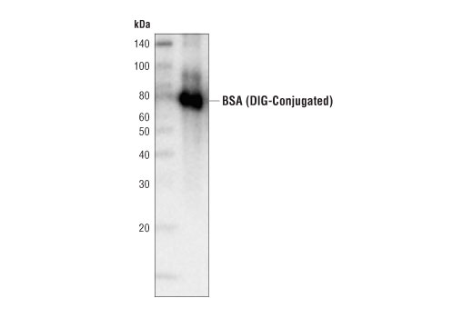 Western Blotting Image 1: Digoxigenin (D8Q9J) Rabbit mAb (HRP Conjugate)