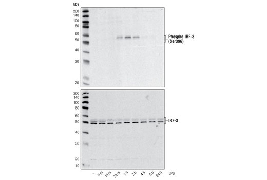 Western Blotting Image 1: IRF-3 Antibody