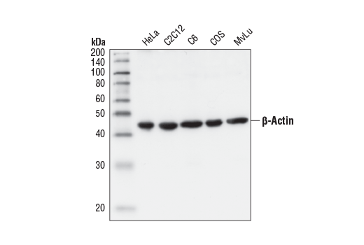 B Actin Antibody