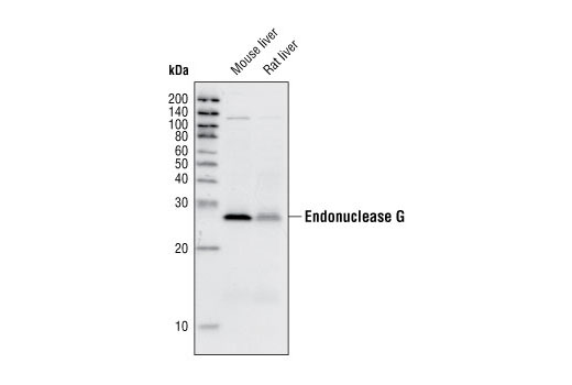 Western Blotting Image 1: Endonuclease G Antibody