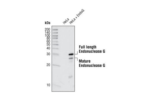 Western Blotting Image 2: Endonuclease G Antibody