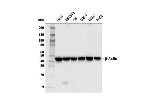 Western Blotting Image 1: β-Actin (13E5) Rabbit mAb (BSA and Azide Free)