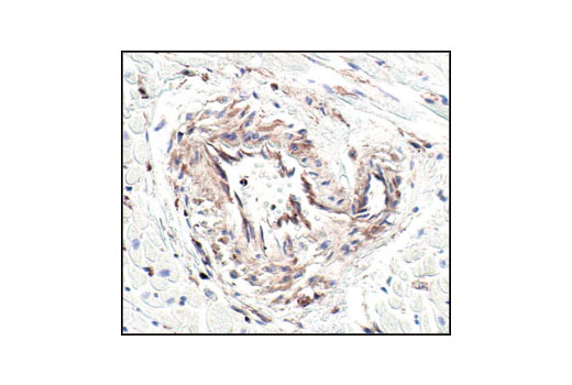 Immunohistochemistry Image 1: β-Actin (13E5) Rabbit mAb (BSA and Azide Free)