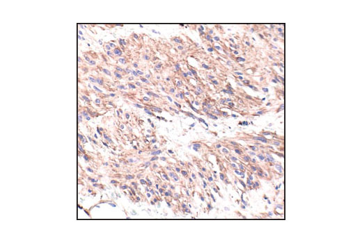 Immunohistochemistry Image 2: β-Actin (13E5) Rabbit mAb (BSA and Azide Free)