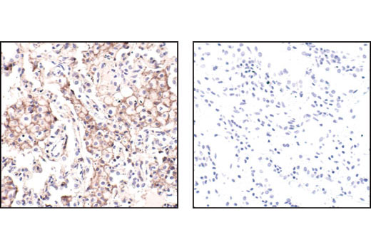 Immunohistochemistry Image 3: β-Actin (13E5) Rabbit mAb (BSA and Azide Free)