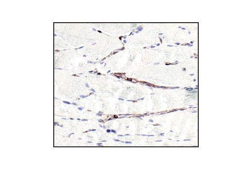 Immunohistochemistry Image 5: β-Actin (13E5) Rabbit mAb (BSA and Azide Free)