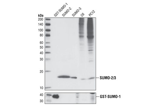  Image 7: Protein Folding and Stability Antibody Sampler Kit