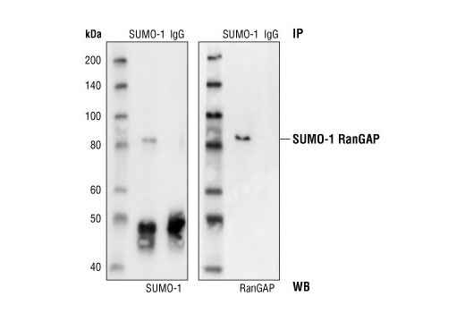Immunoprecipitation Image 1: SUMO-1 Antibody