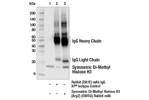 Immunoprecipitation Image 1: Symmetric Di-Methyl Histone H3 (Arg2) (E8V5Q) Rabbit mAb