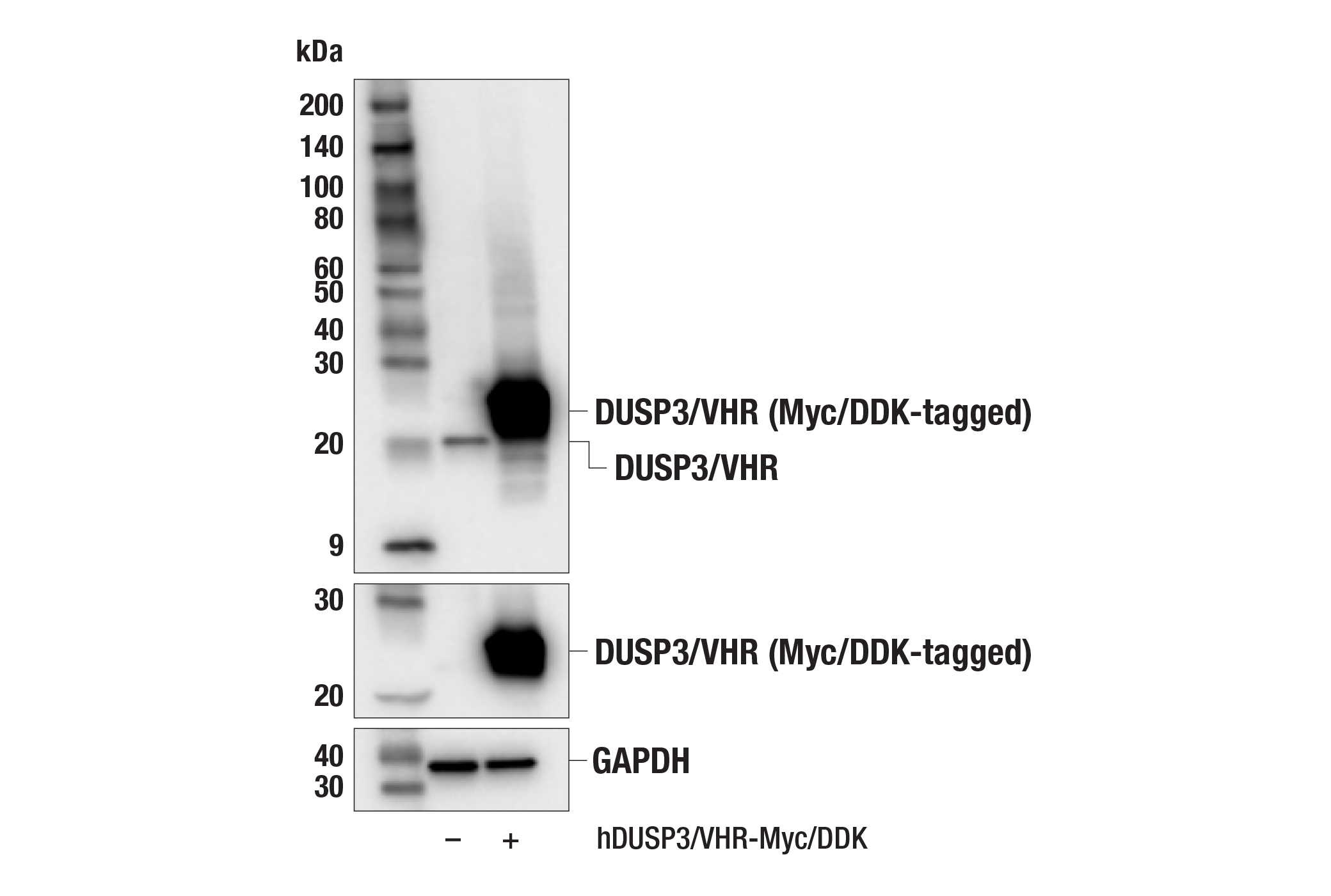 Western Blotting Image 2: DUSP3/VHR (F5R7B) Rabbit Monoclonal Antibody