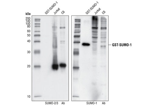 Western Blotting Image 1: SUMO-2/3 Antibody