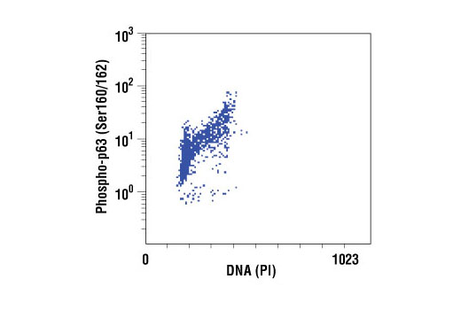 Flow Cytometry Image 1: Phospho-p63 (Ser160/162) Antibody