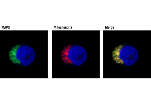 Immunofluorescence Image 2: MAVS Antibody